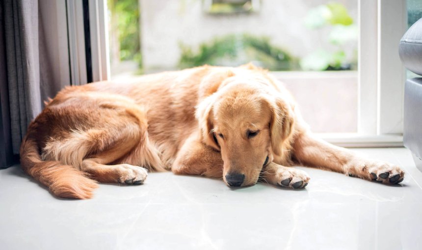 Hautkrebs bei Hunden - erfahre jetzt Symptome und Behandlungsmöglichkeiten