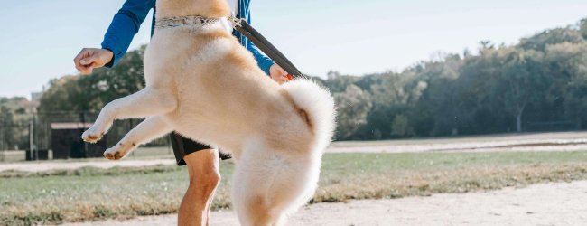 Hund springt hoch mit Ball im Mund