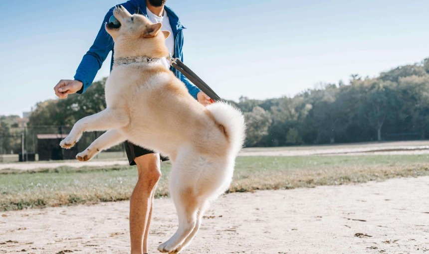 Hund springt hoch mit Ball im Mund