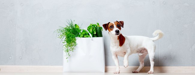 Hund vegan ernähren - Vorteile und Nachteile einer fleischlosen Ernährung