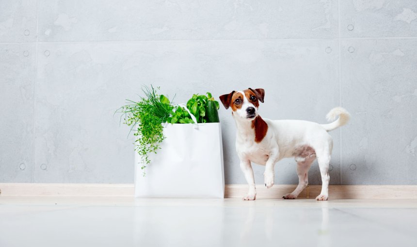 Hund vegan ernähren - Vorteile und Nachteile einer fleischlosen Ernährung