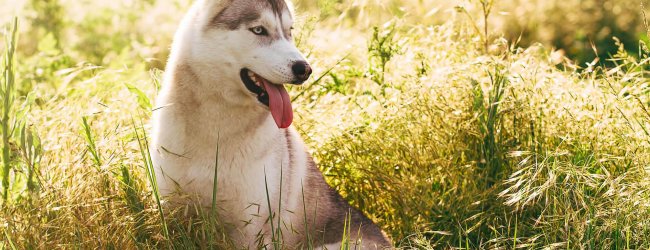 Hechelnder Hund sitzt bei Hitze in der Wiese