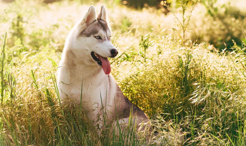 Hechelnder Hund sitzt bei Hitze in der Wiese