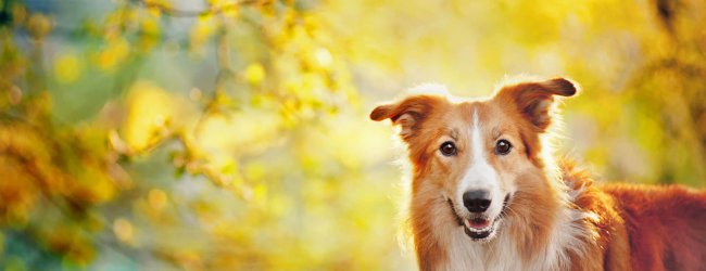 Pero ¿qué es el IMC de tu perro?, ¿por qué es tan importante?