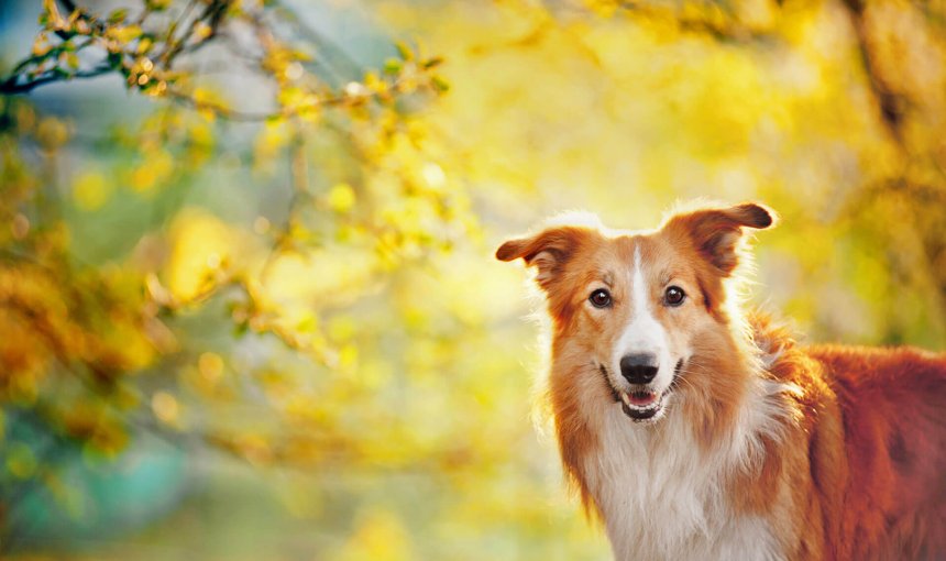 Pero ¿qué es el IMC de tu perro?, ¿por qué es tan importante?