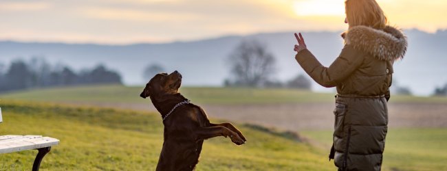 A woman training her dog outdoors