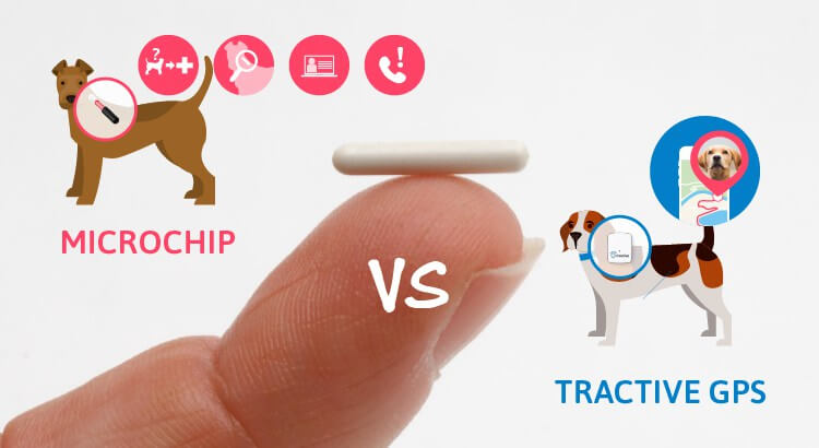 Microchip para perros y Tractive GPS: Las diferencias