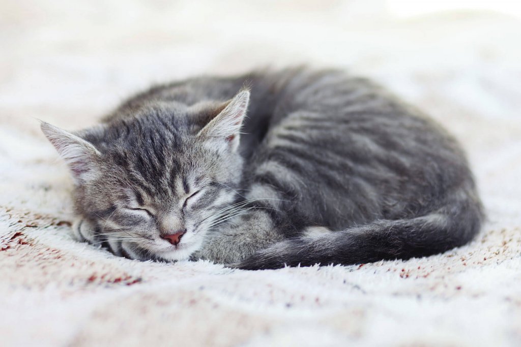 Ab wann Katzen impfen - welche Impfungen werden für Katzen empfohlen