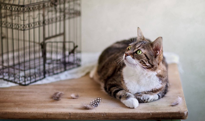 Vögel vor Katzen schützen - die besten Tipps