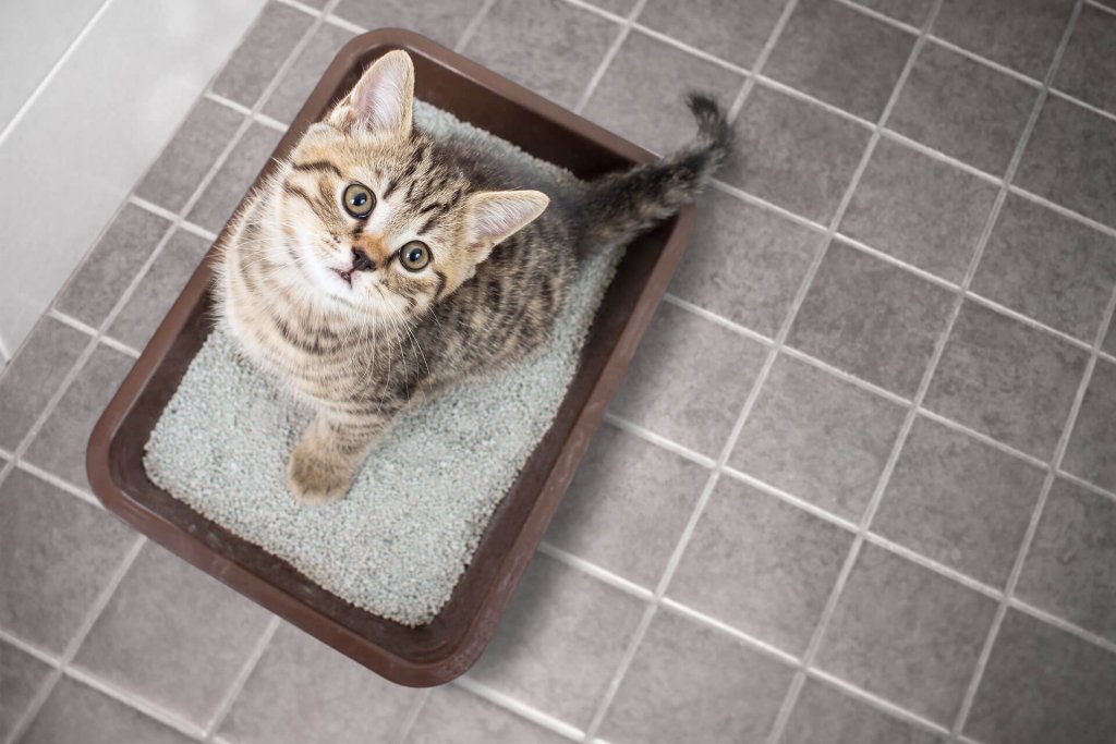 brown cat sitting in litter box looking upwards