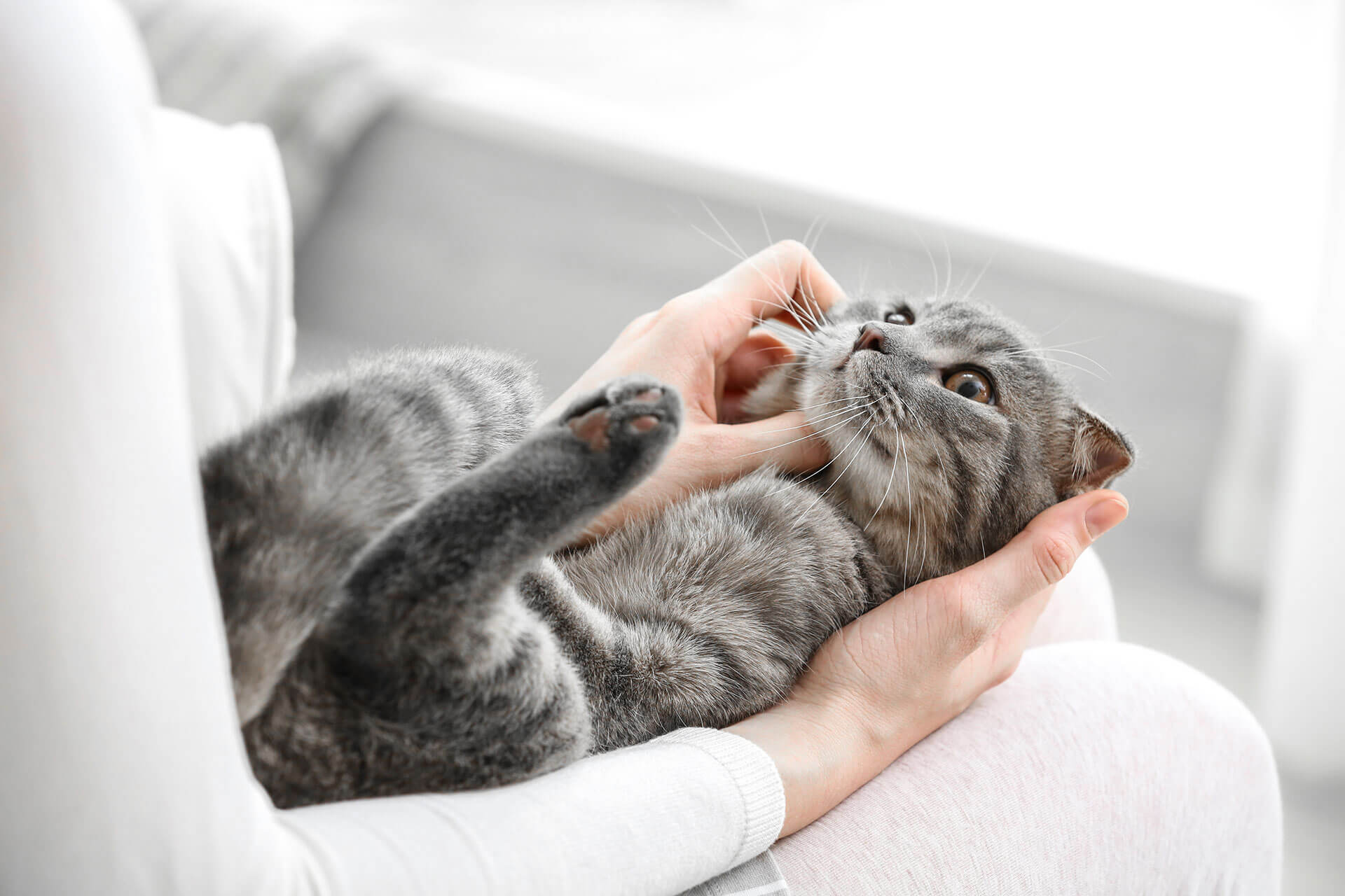 Katzen suchen sich ihre Menschen aus - Gründe, wenn deine Katze immer öfter von zu Hause weg bleibt