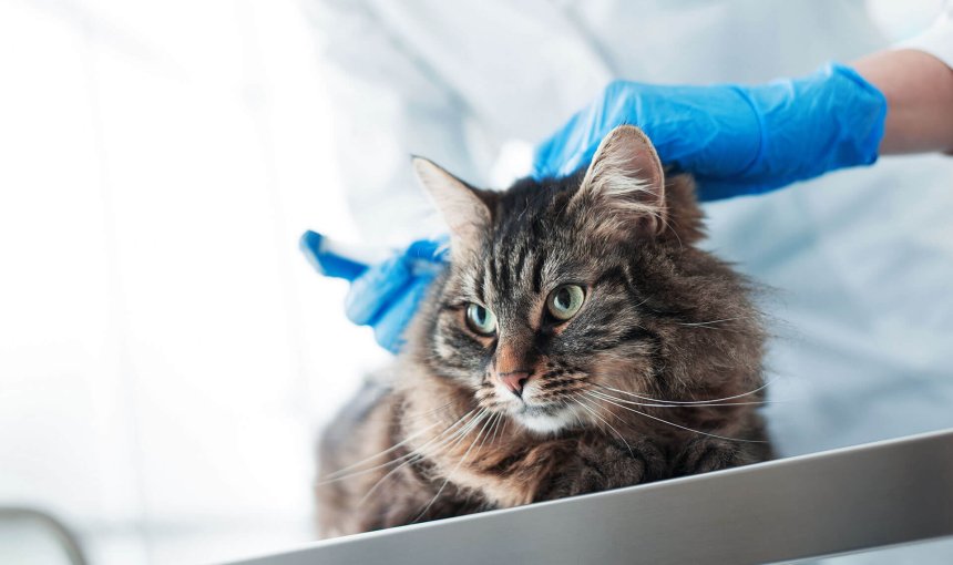 Langhaarkatze wird auf Tierarzttisch geimpft