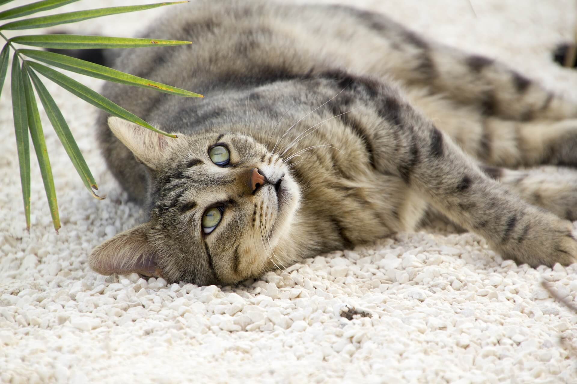 Vögel vor Katzen schützen - wie kannst du den Jagdtrieb abstellen