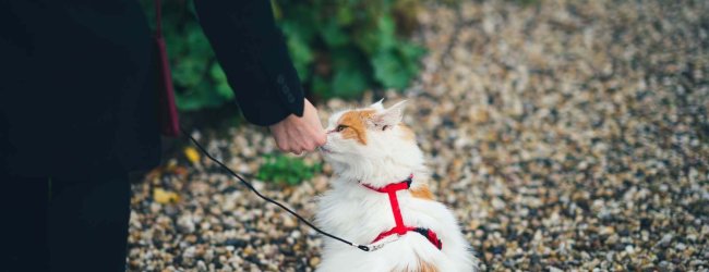 katze mit geschirr an der leine