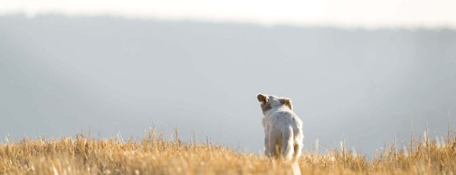 petit chien blanc s'éloignant dans un champ d'herbe sèche