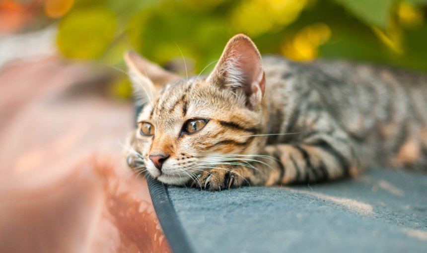 Die besten Tipps, um deine Katze an Freigang gewöhnen zu können