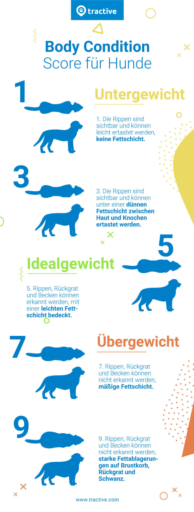 Body Condition Score - Übersicht, ob dein Hund fettleibig ist oder nicht