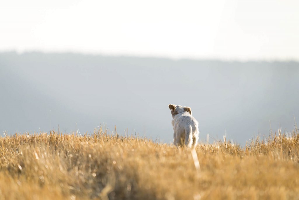 A dog running away into a field