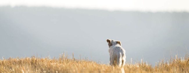 Koira juoksee poispäin pellolla