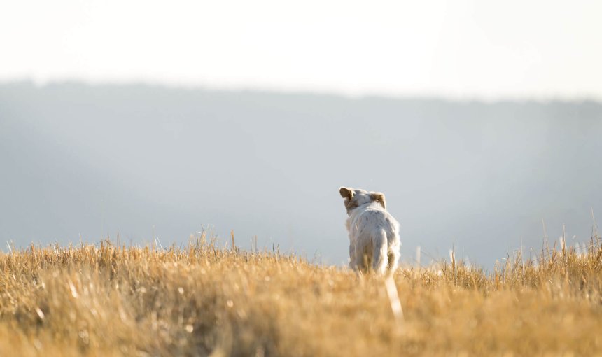 Hund läuft weg