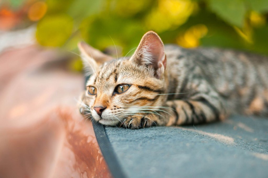 Getigerte Katze liegt im Freien bäuchlings auf ihren Pfoten und schaut in die Ferne