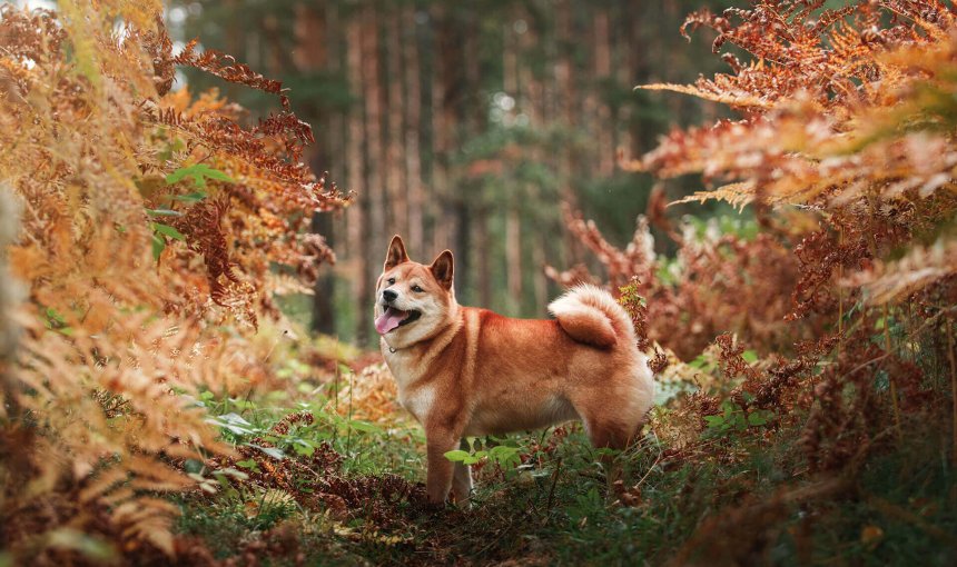 brown dog in forest