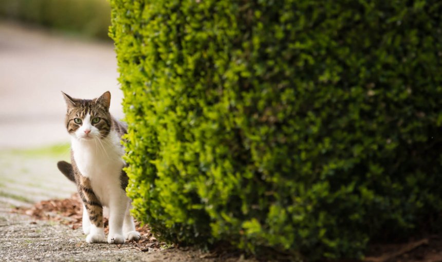 Chatte trois couleurs cachée derriere une haie