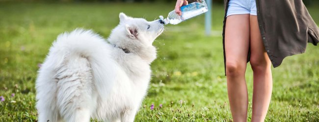 Samoyed trinkt aus einer Flasche in einer Wiese