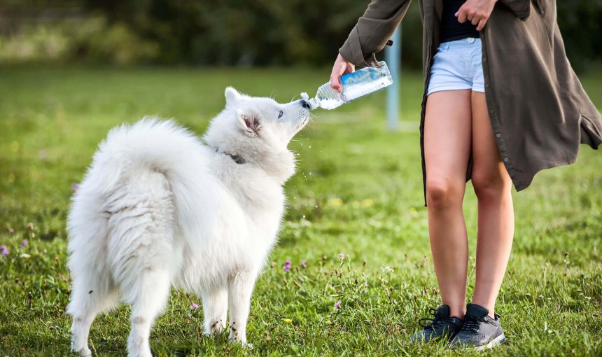 Samoyed trinkt aus einer Flasche in einer Wiese