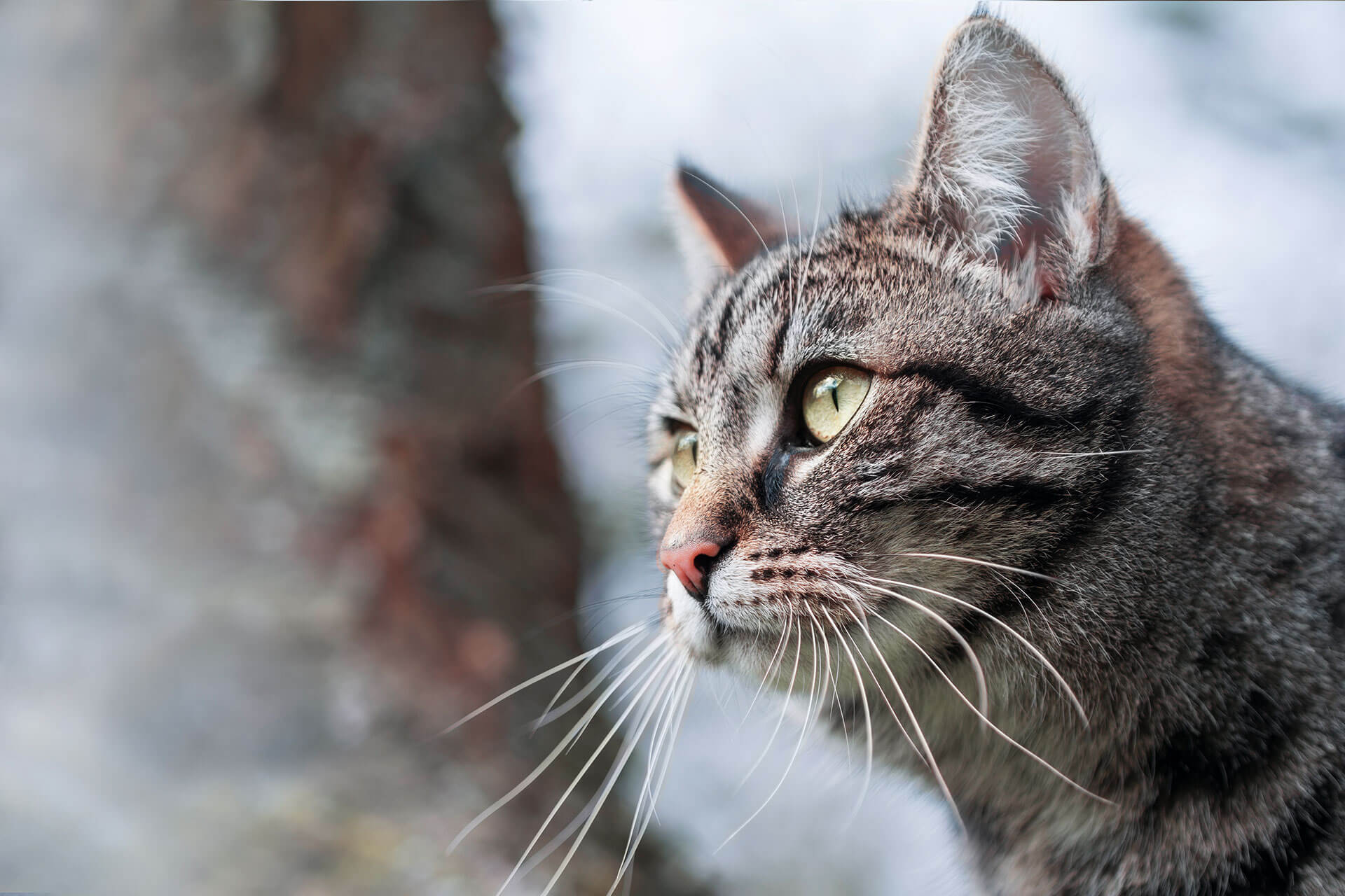 Wie lange bleiben Katzen weg und wie du sie wiederfindest