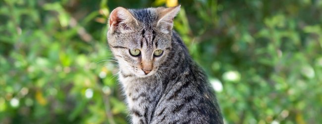 Wie lange bleibt deine Katze weg