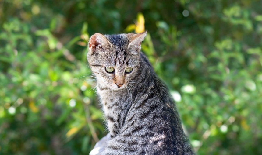 Wie lange bleibt deine Katze weg