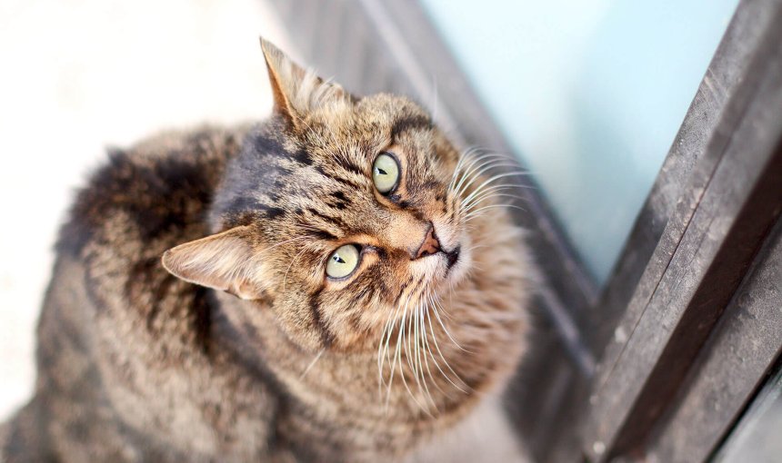 Katze sitzt vor einer Schiebetür und sieht nach oben