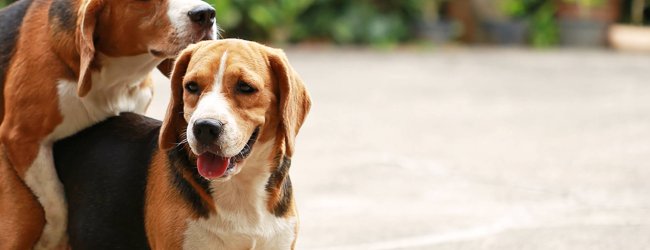 Top tips for handling a dog in heat