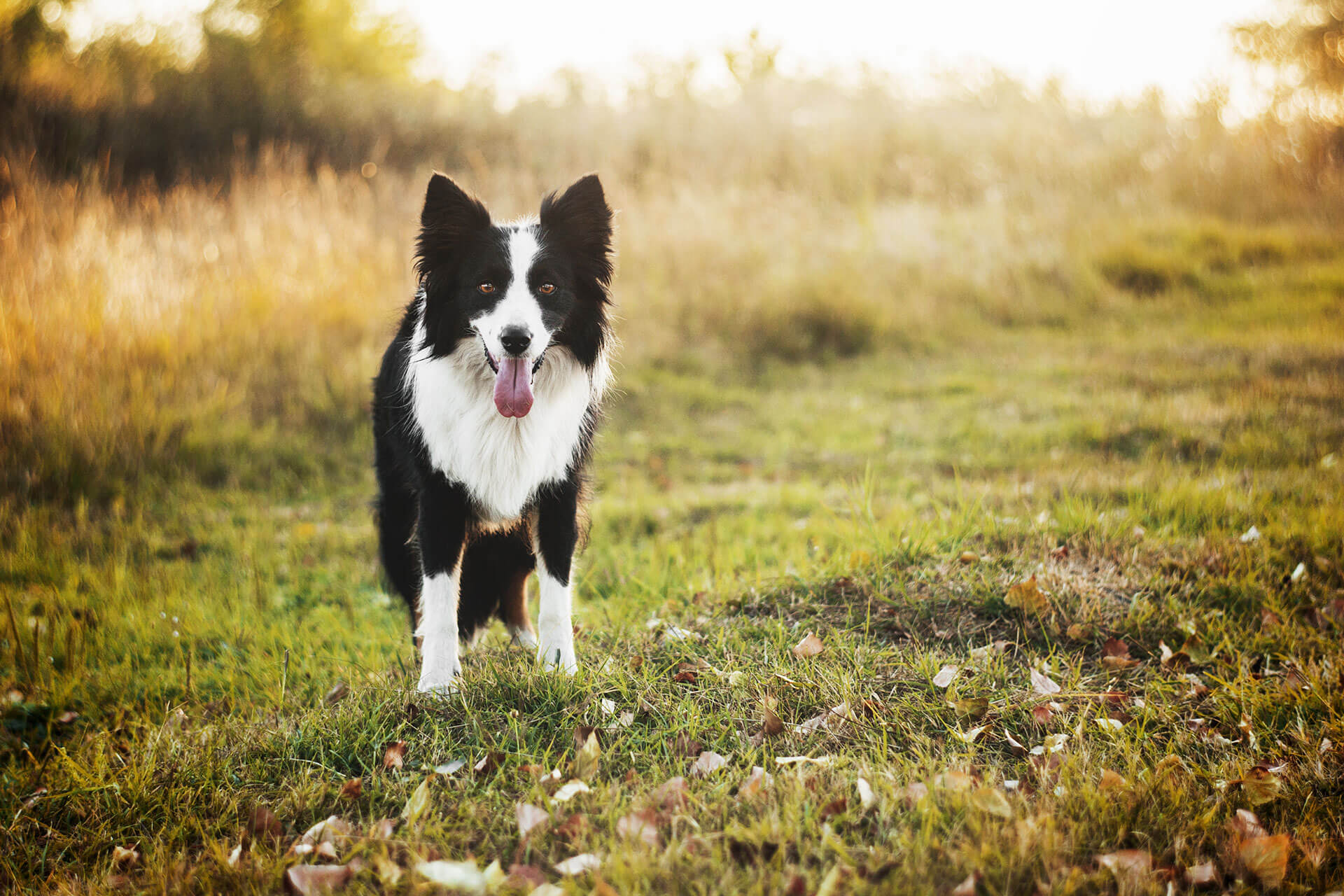 Schwarz-weißer Hund steht in der Wiese