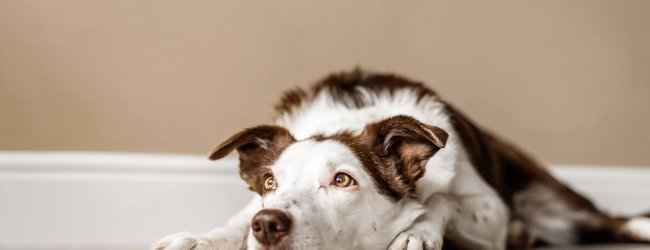 Brown and white dog lying on the floor - leaving dog home alone