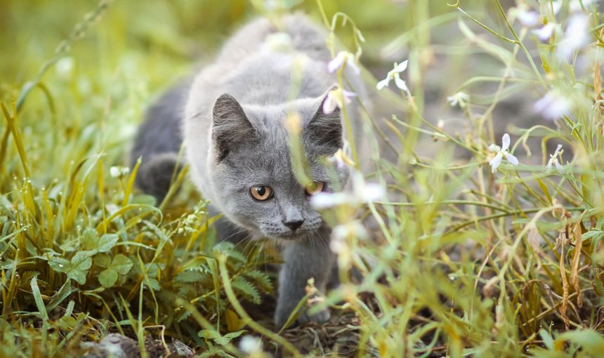 Katze auf einer Wiese, von Blumen umgeben