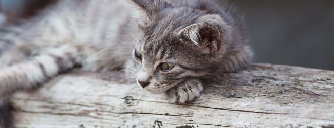 Grau-getigerte Babykatze auf einem Baumstamm