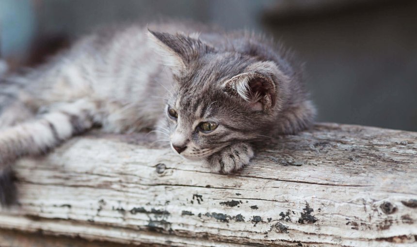 Grau-getigerte Babykatze auf einem Baumstamm