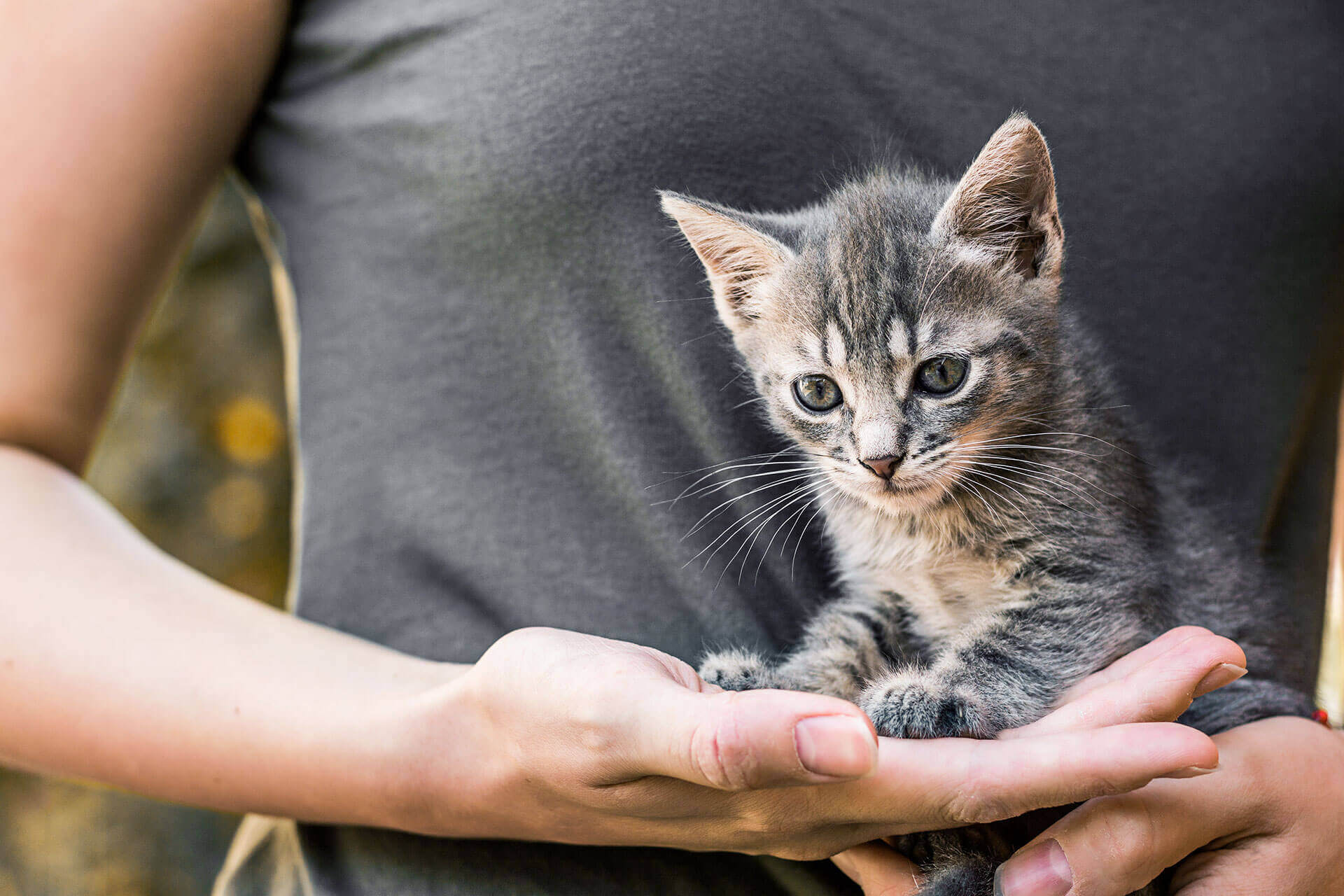 Frau hält grau-getigerte Babykatze im Arm