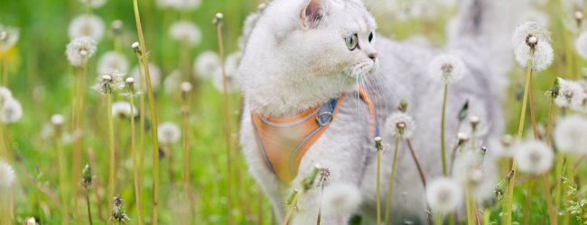 Een witte kat die tussen de paardenbloemen loopt