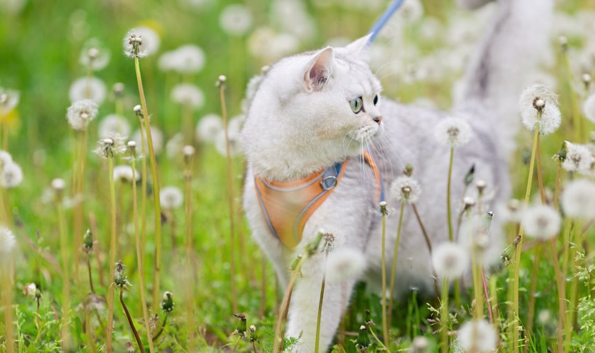 Een witte kat die tussen de paardenbloemen loopt