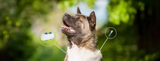 Perro e imagen de localizador GPS y microchip