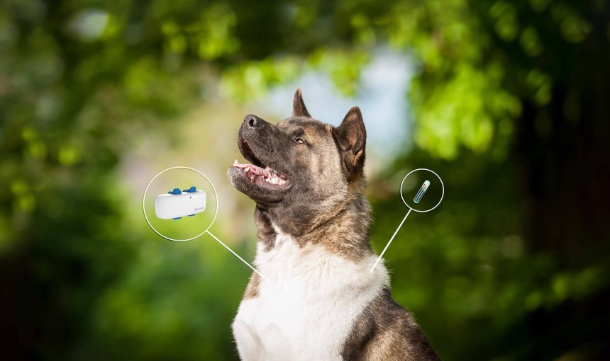 Perro e imagen de localizador GPS y microchip