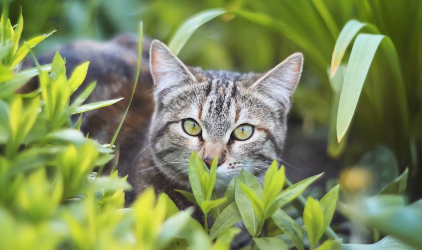 Katze im Freien versteckt hinter hohem Gras