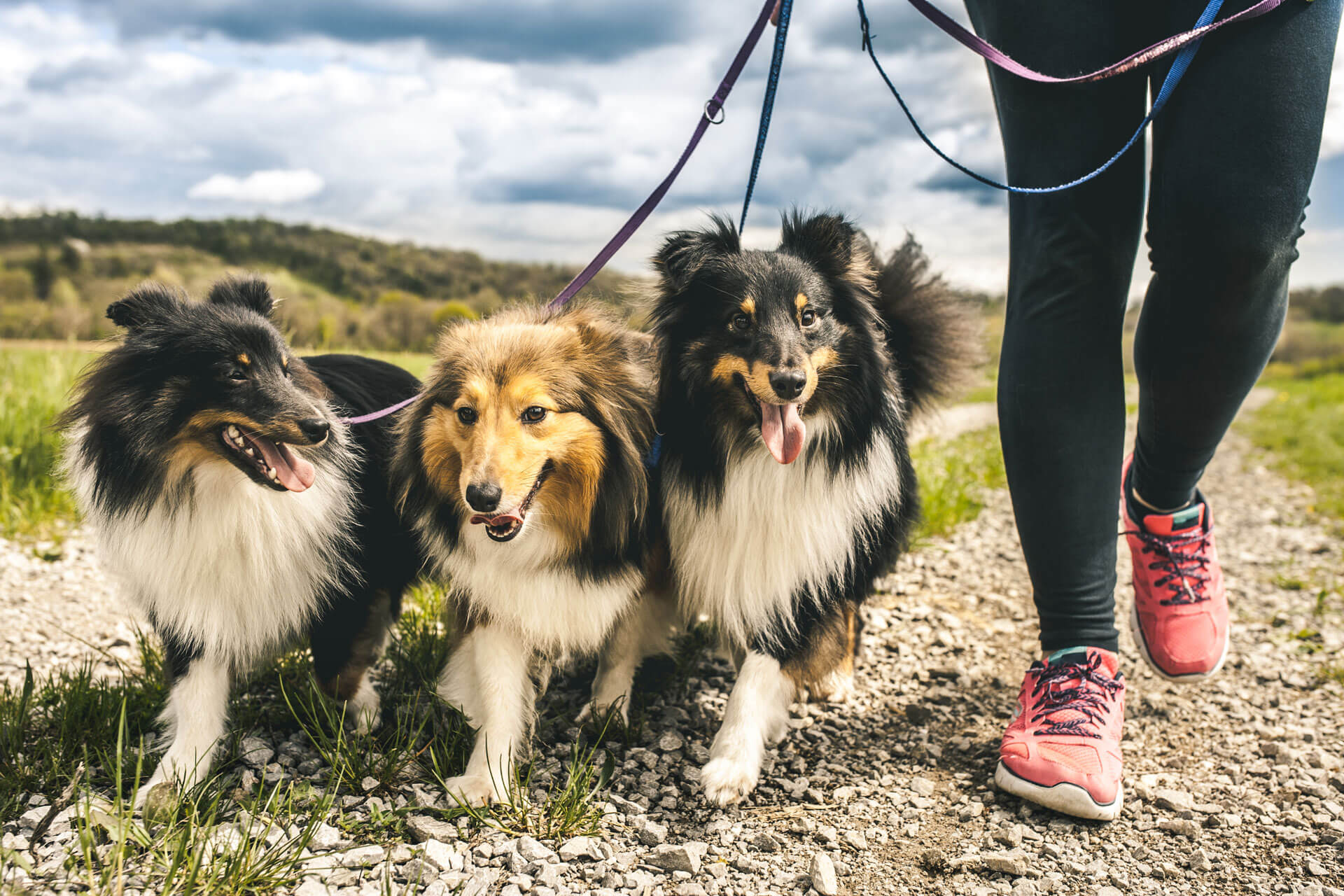 Frau geht mit drei Hunden spazieren