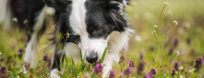 border collie in un prato