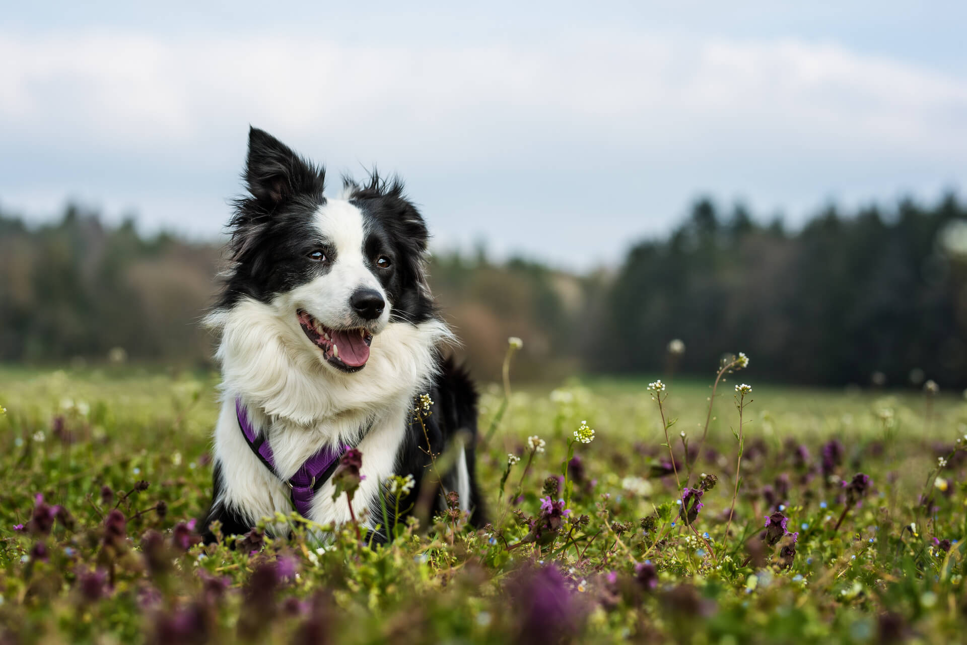 Border collie in un campo di erba e fiori