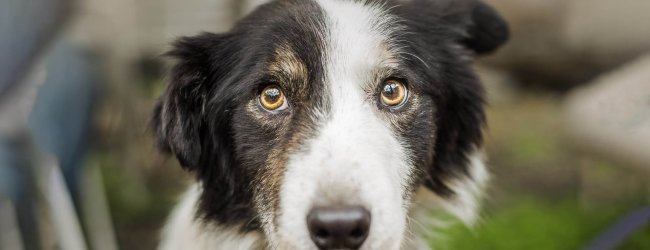 cane ha paura del temporale