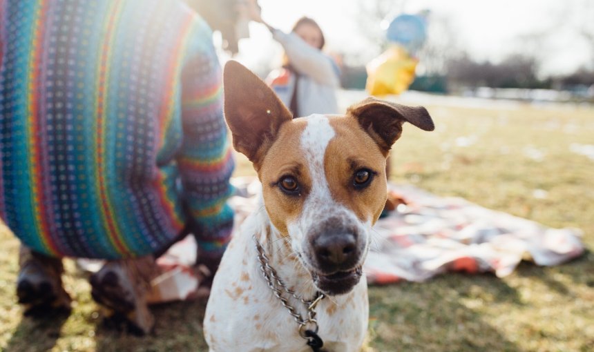 A dog sitting out in a park